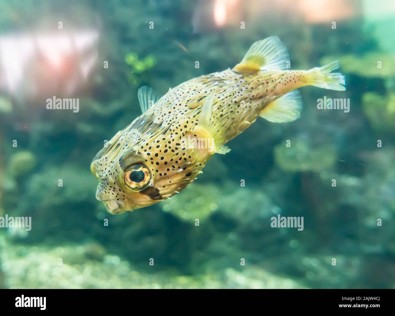 freckled porcupine fish with a colorful background, tropical colorful fish from the ocean Stock Photo