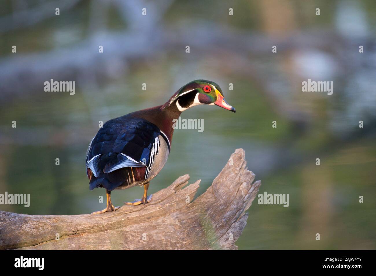 Wood duck (Aix sponsa) drake perched on log Stock Photo