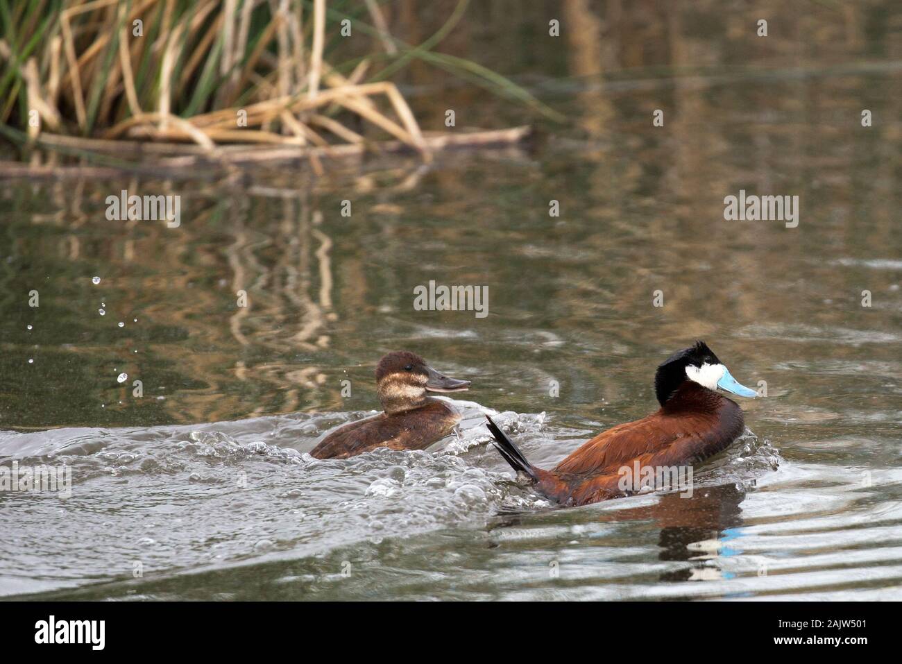 Ruddy duck pair (Oxyura jamaicensis) courtship display at Frank Lake Conservation Area, a North American Waterfowl Management Plan project Stock Photo