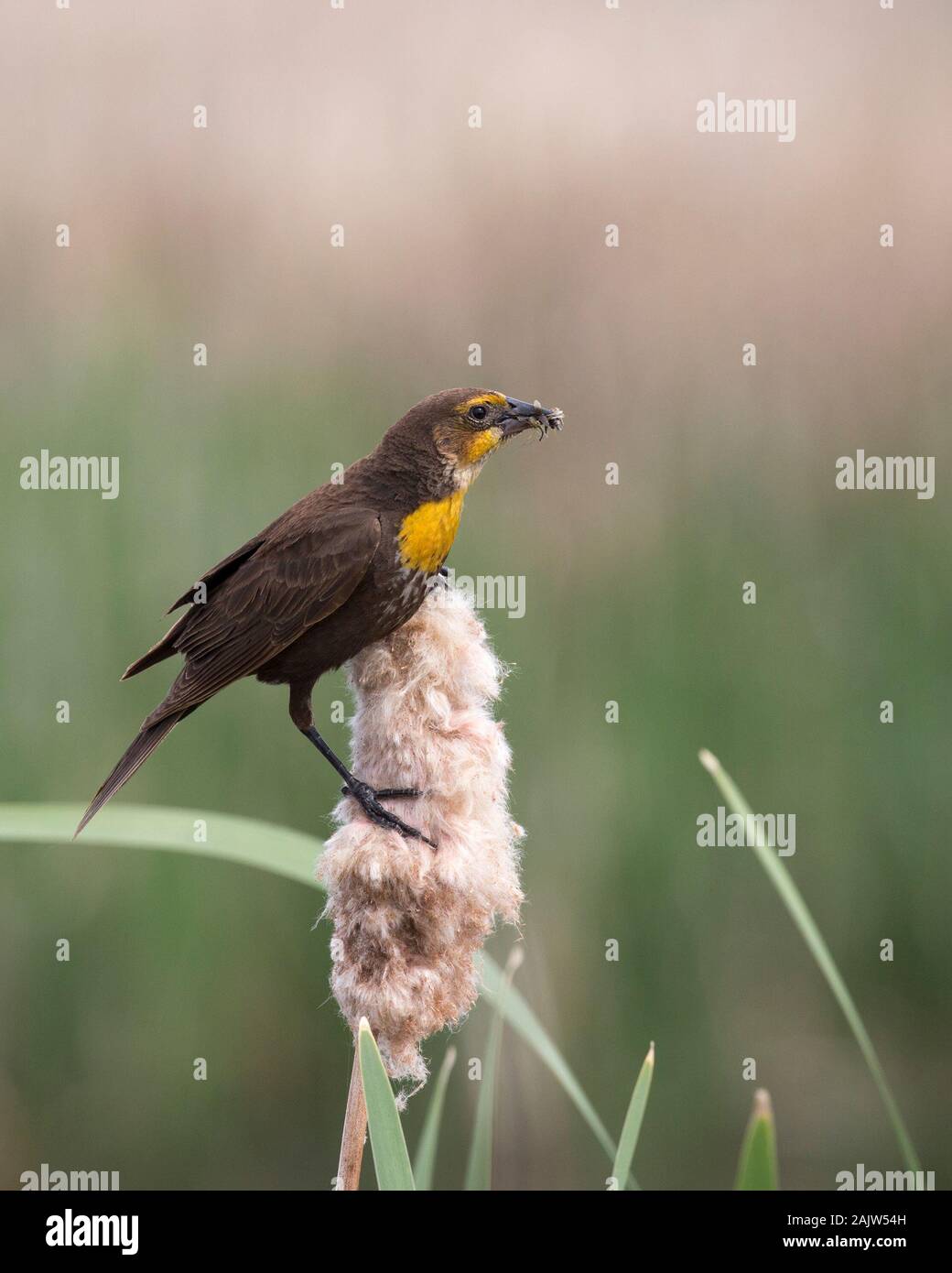 Yellow-headed blackbird female (Xanthocephalus xanthocephalus) perched on cattail seed head (Typha latifolia) with beak full of insects for young Stock Photo