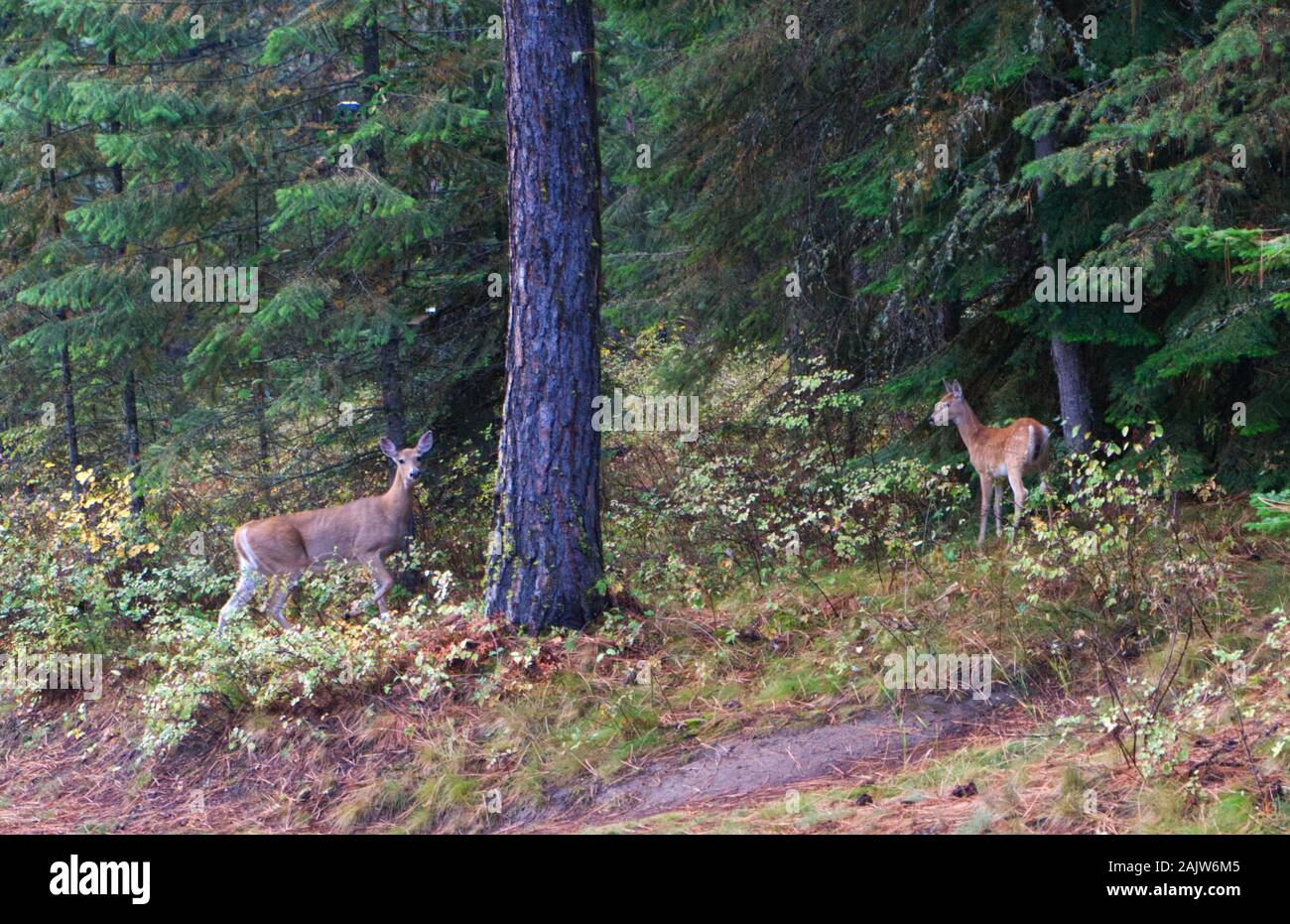 Deer walking until they heard the first camera click, Deer mother and son, Winchester, Idaho, USA Stock Photo