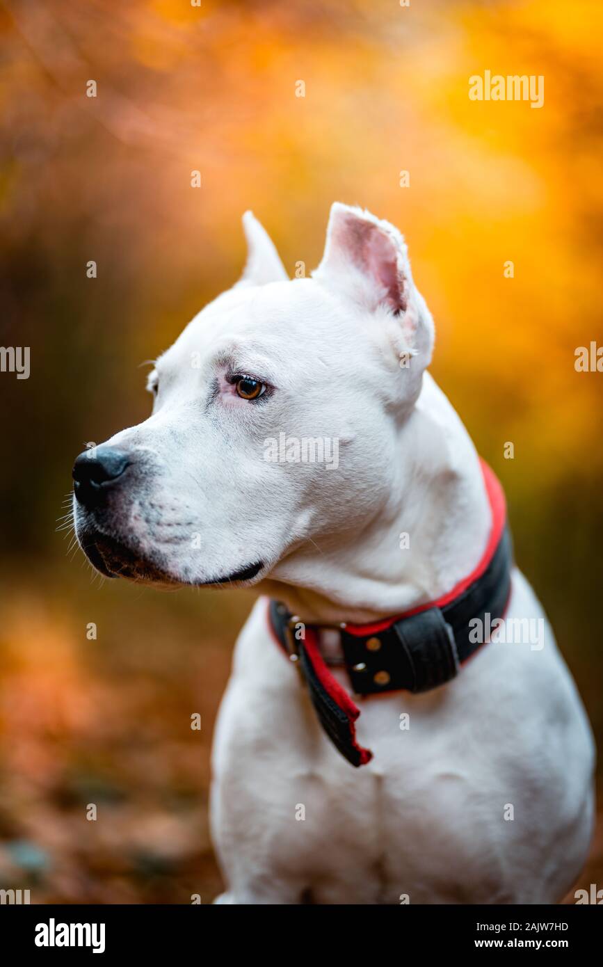 Portrait of white American pitbull terrier in outdoors in autumn forest Stock Photo