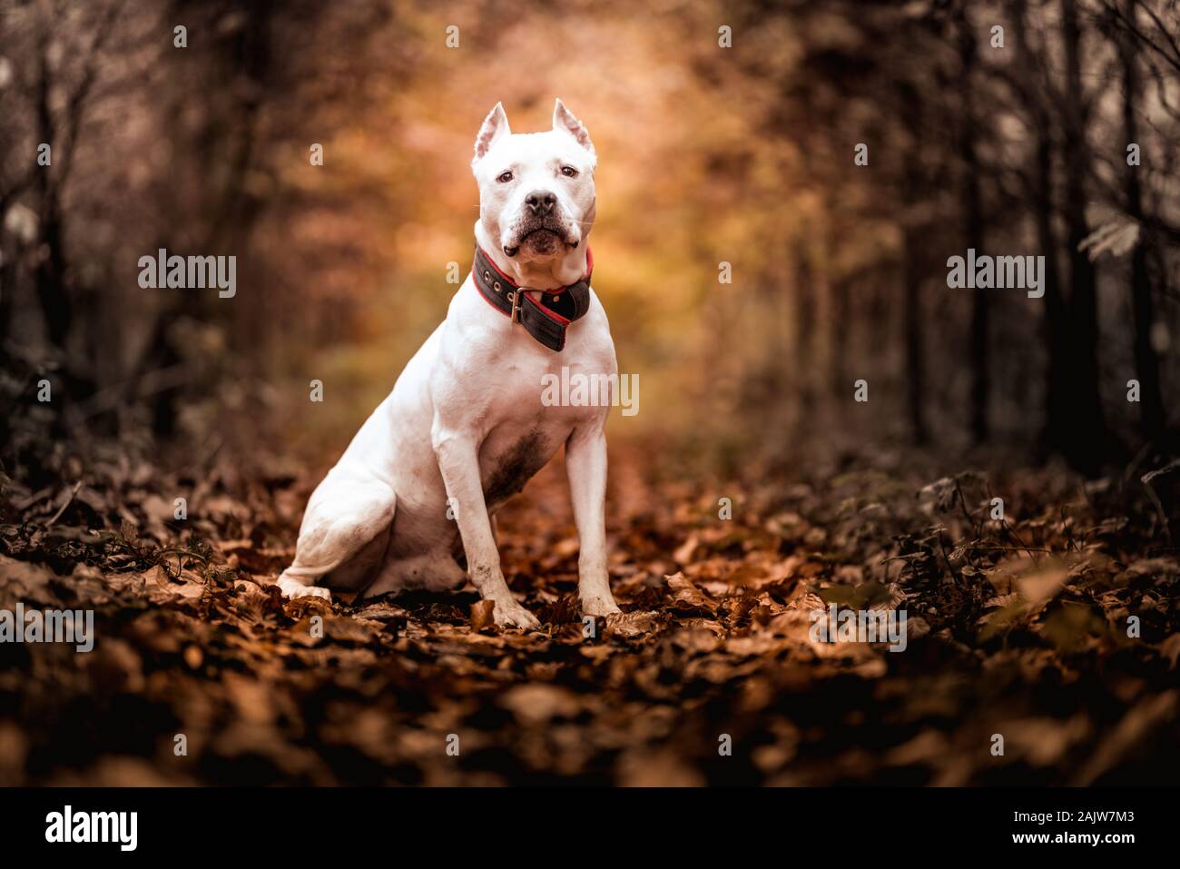 Portrait of white American pitbull terrier in outdoors in autumn forest Stock Photo