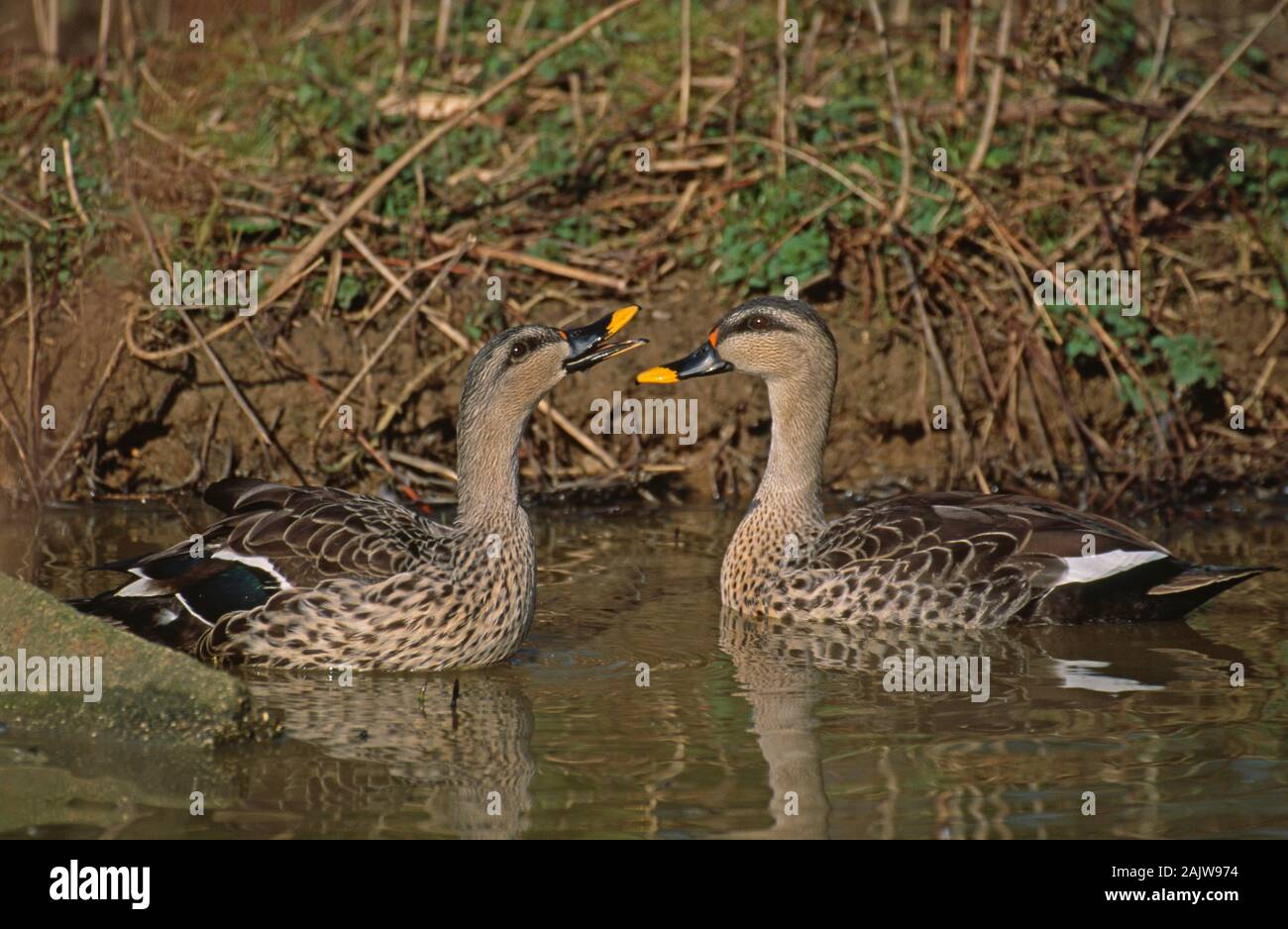 INDIAN SPOTBILL DUCK pair on water (Anas platyrhynchos poecilorhyncha).  Female (left) inciting male on right. Stock Photo