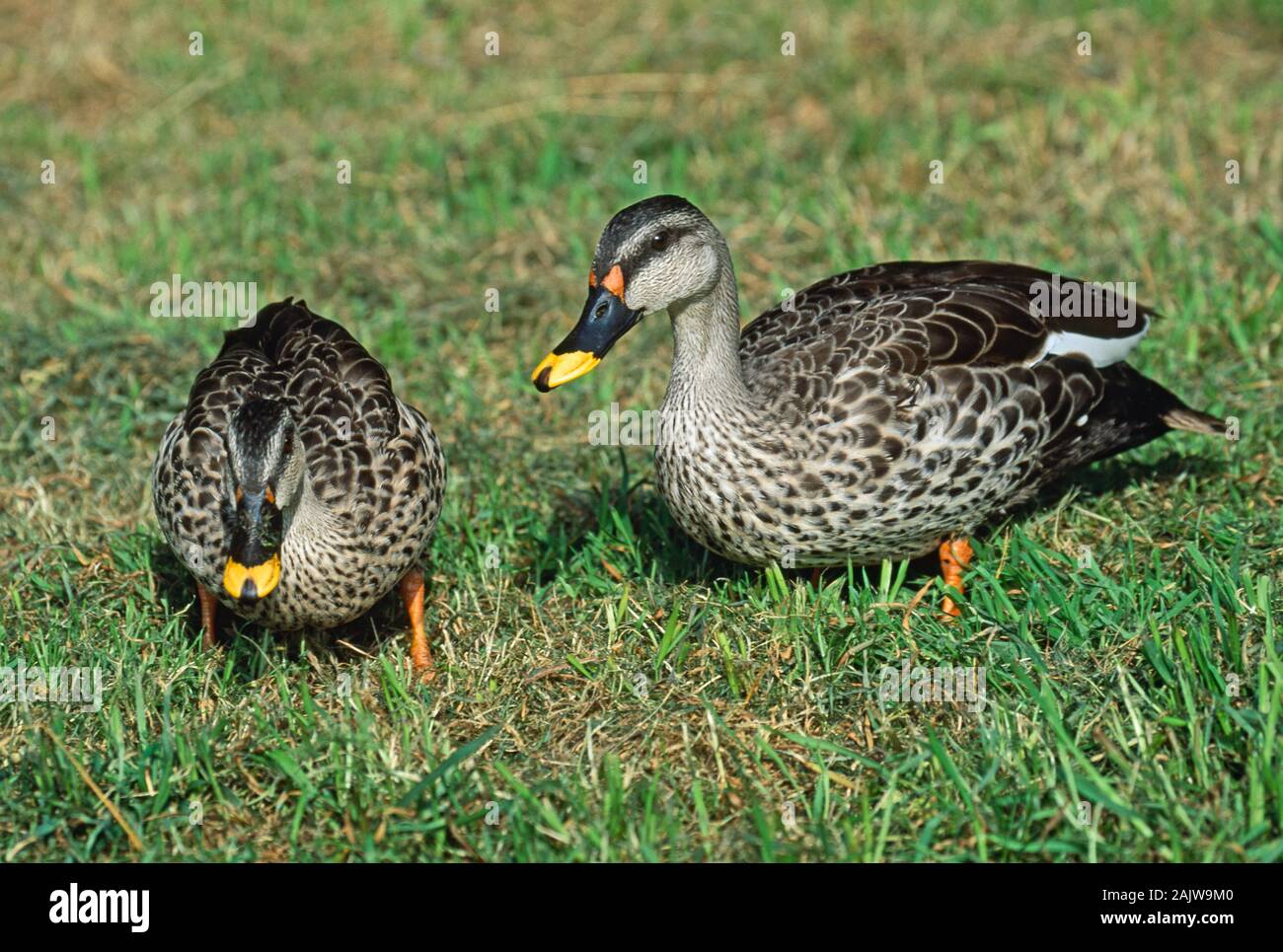 INDIAN SPOTBILL DUCK pair Anas platyrhynchos poecilorhyncha).  Drake on the right. Foraging on land. Stock Photo