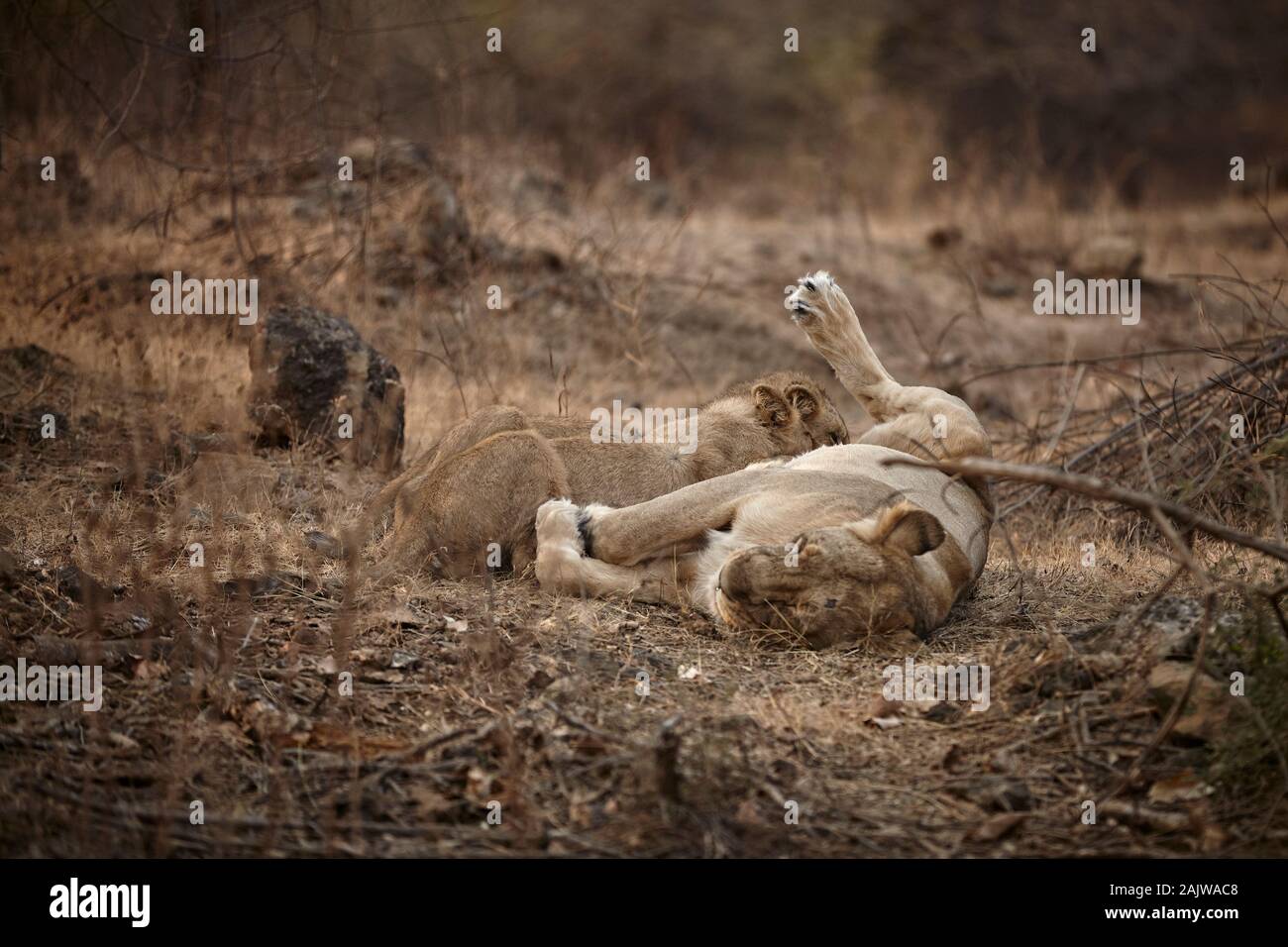Asiatic Lioness feeding her cubs, Gir froest ,India. Stock Photo