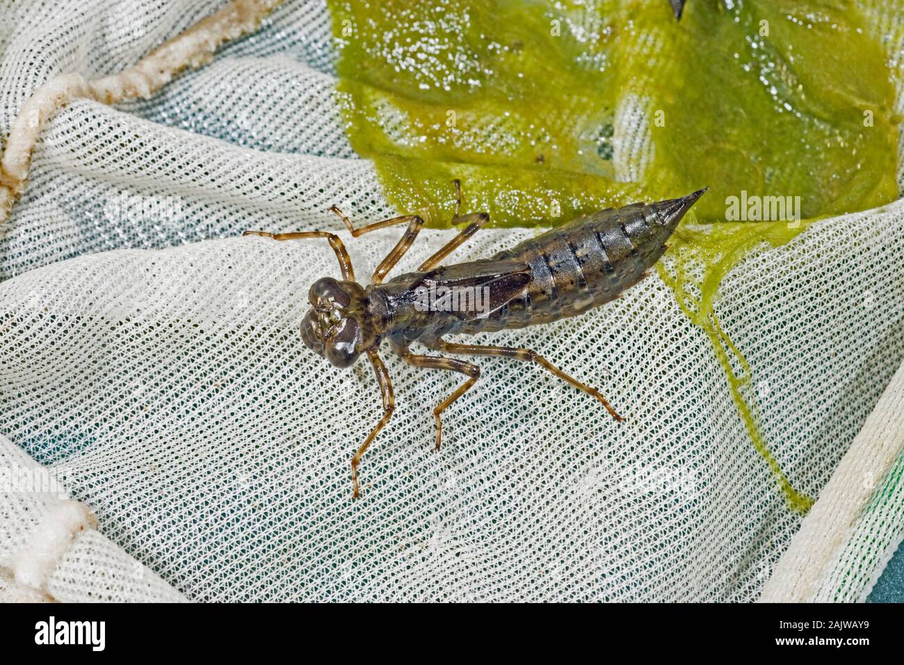 DRAGONFLY LARVAE.  Order Odonata. Caught and temporarily held in a pond dipping net. Careful, sympathetic handling, before release back into the water Stock Photo