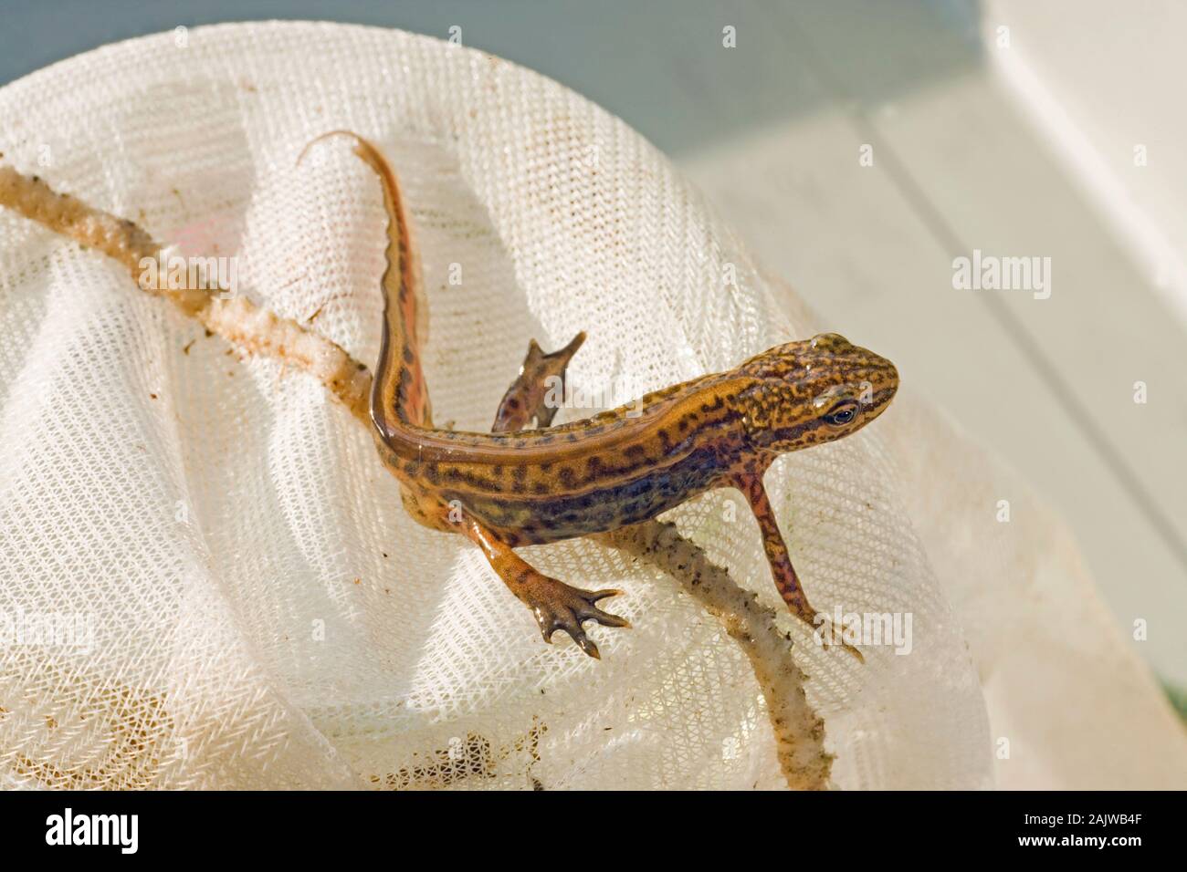 PALMATE NEWT (Triturus helveticus).  Adult male breeding condition, caught in a pond dipping net. i/d features webbed hind feet, filament tail tip Stock Photo