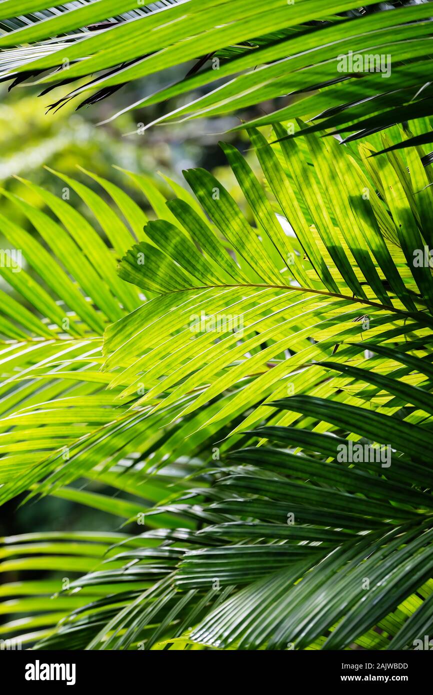 background texture of light green palm fronds at a palm tree Stock Photo