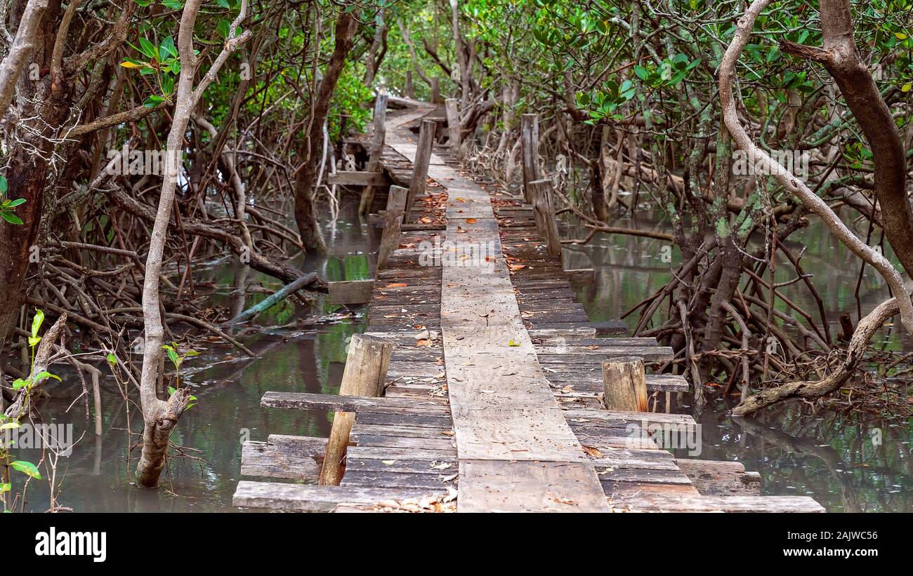 An old wooden bridge winding through the mangrove forest over a creek at high tide Stock Photo