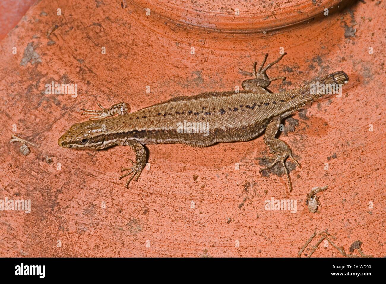 WALL LIZARD (Podarcis muralis). Gravid female, body showing outline shapes of eggs within. Has shed or lost its tail end; 'autotomy'. Survival strategy. Stock Photo