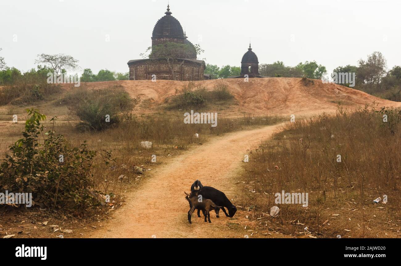 Goats graze by the dry grass on a dusty road that leads to the ancient Jor Mandir temples in the town of Bishnupur in West Bengal, India. Stock Photo