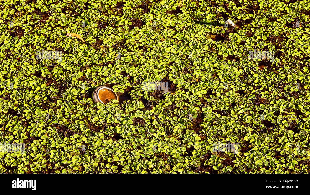 Rubbish in the form of a beer can thrown carelessly amongst water plants in a swamp ecosystem Stock Photo