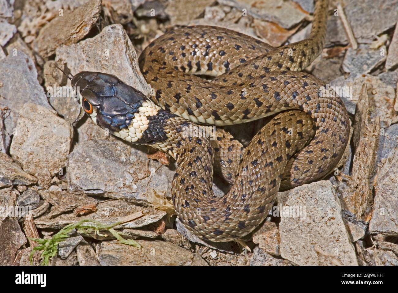 SPANISH GRASS SNAKE Natrix natrix astreptophora First year young animal, Asturias, north Spain. Iridescent head scales indicative of recent sloughing. Stock Photo