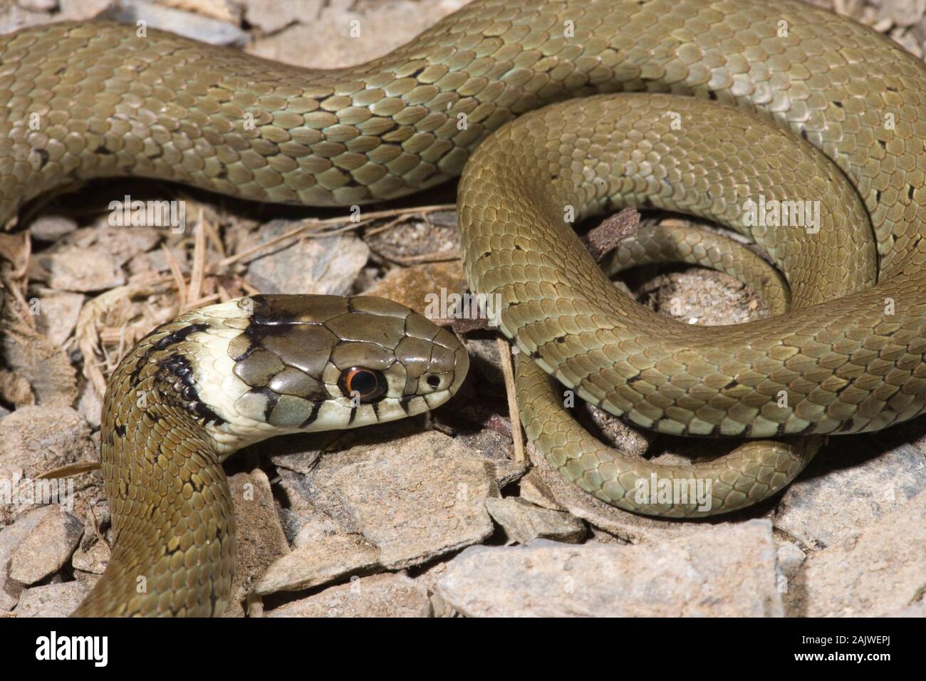 SPANISH GRASS SNAKE (Natrix natrix astreptophora). Adult. Asturias Province, northern Spain. Stock Photo