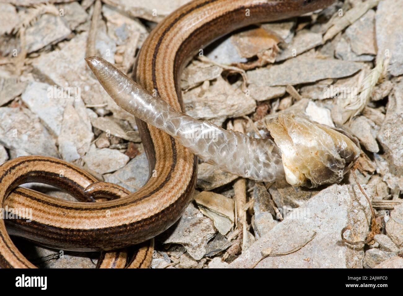 SLOW WORM (Anguis fragilis).  Part of lizards tail end with everted sloughed skin; 'ecdysis’, alongside. Stock Photo