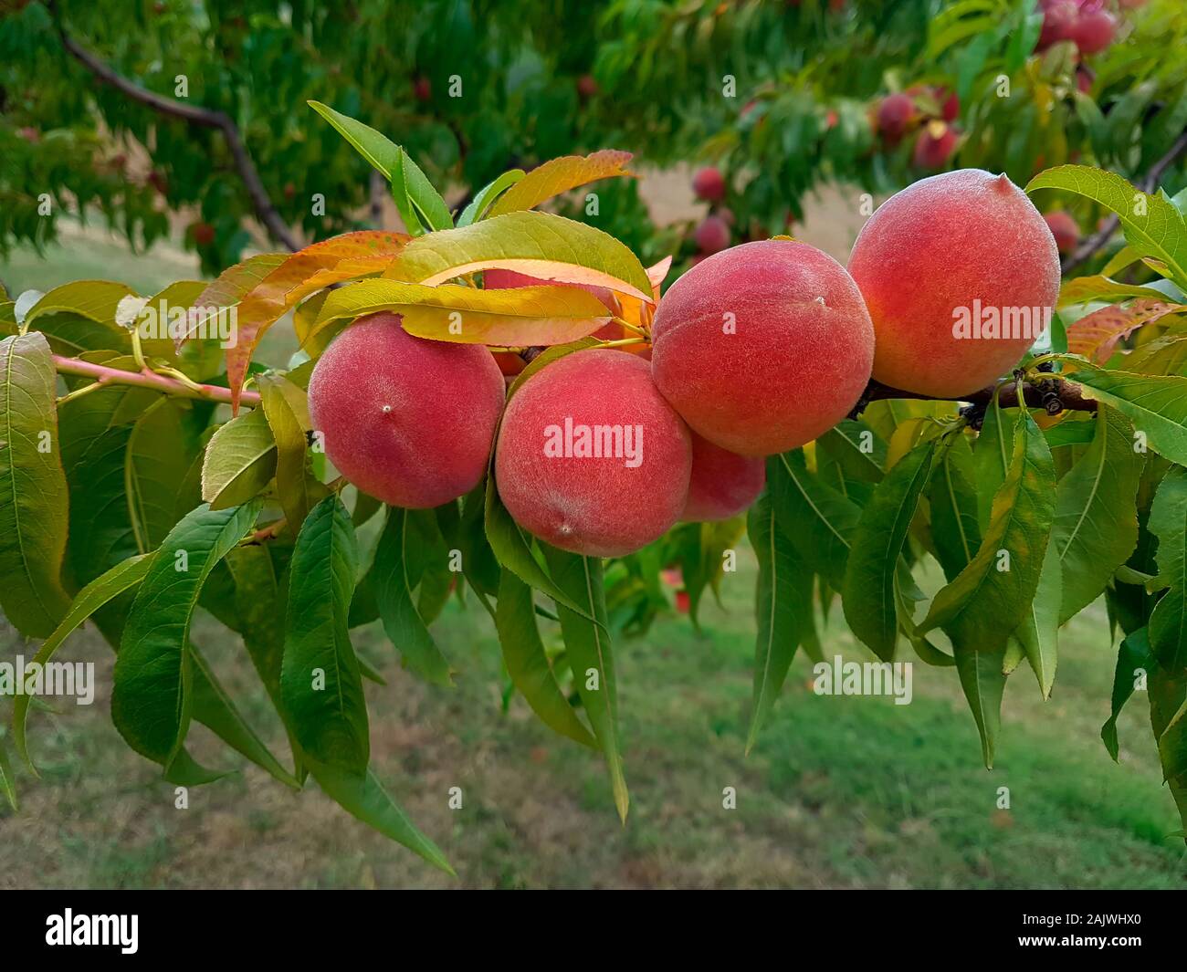 Ripe Peach on the Branch Stock Photo - Alamy