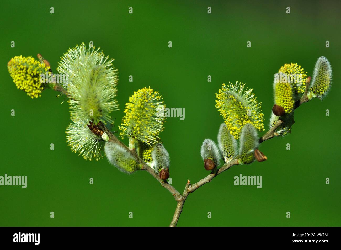 Male goat willow or sallow catkins Stock Photo