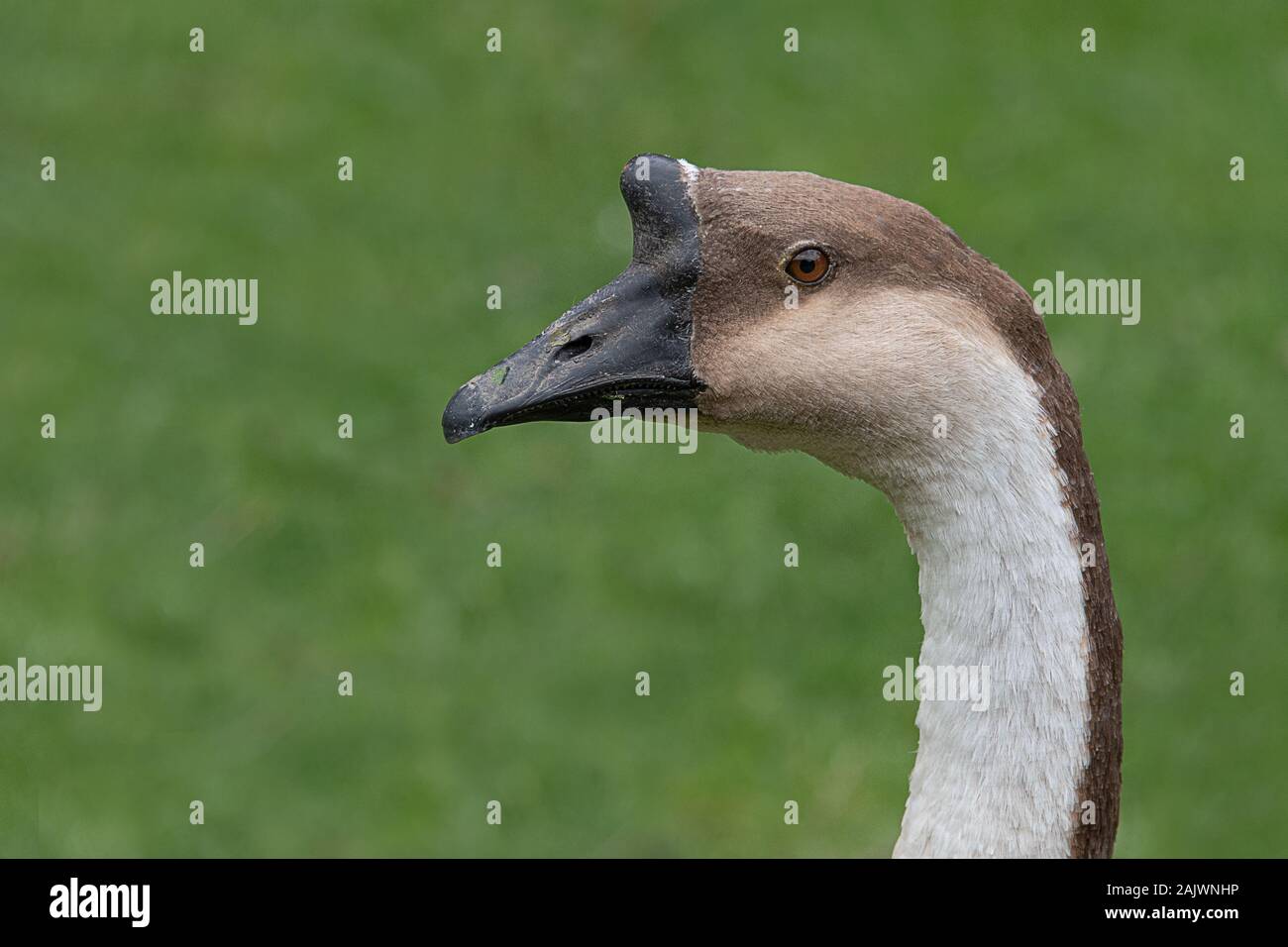 Close up profile portrait of the head and part of the neck of a swan goose, Anser cygnoides Stock Photo