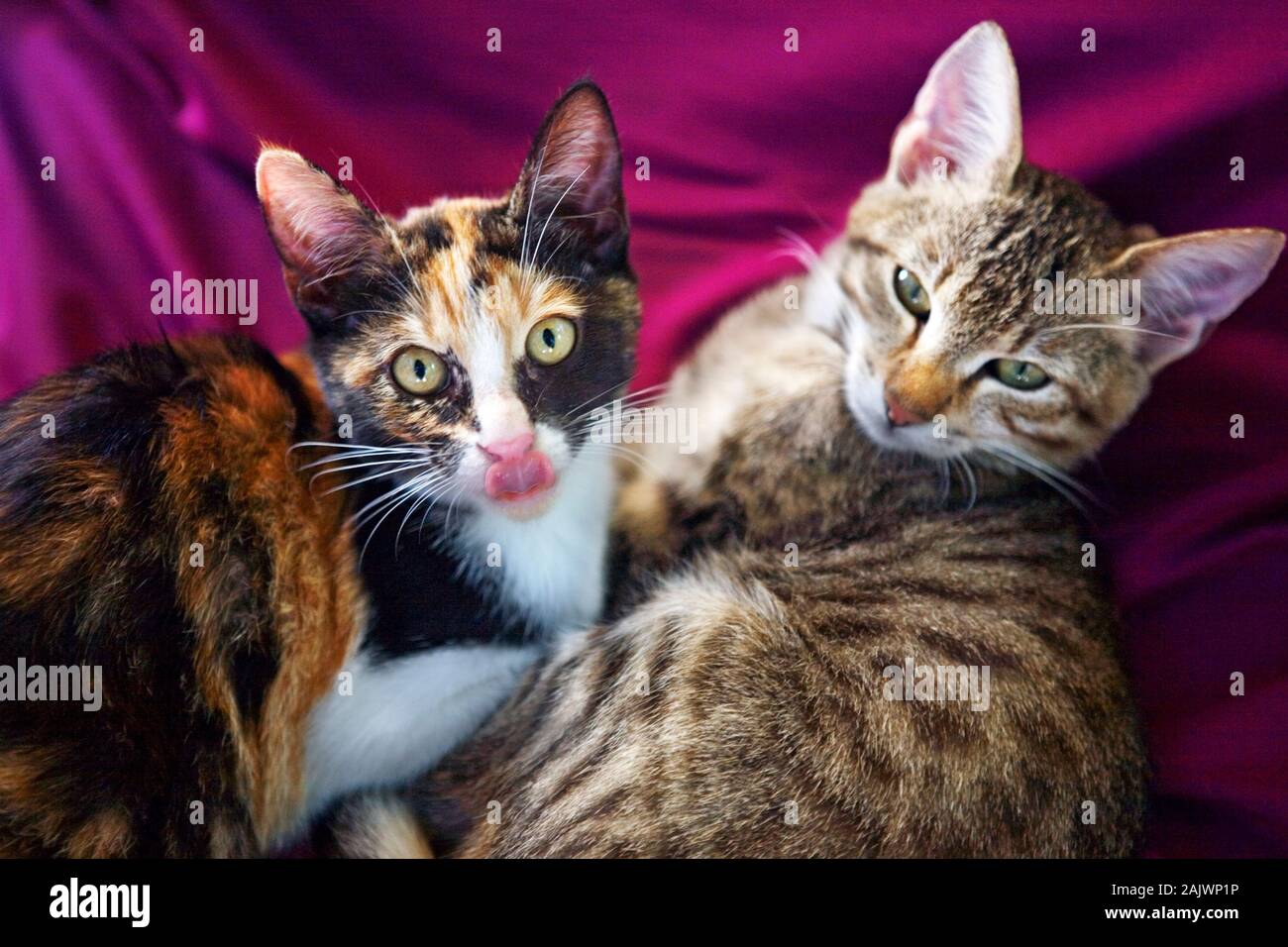 Tortoiseshell Cats High Resolution Stock Photography And Images Alamy,Toffee Recipe