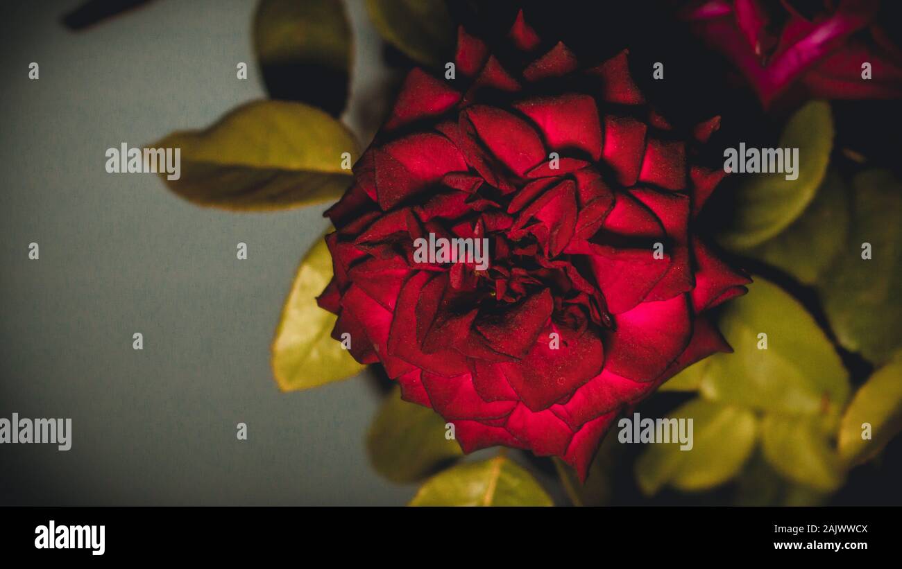 Red rose plant on the terrace of home Stock Photo Alamy
