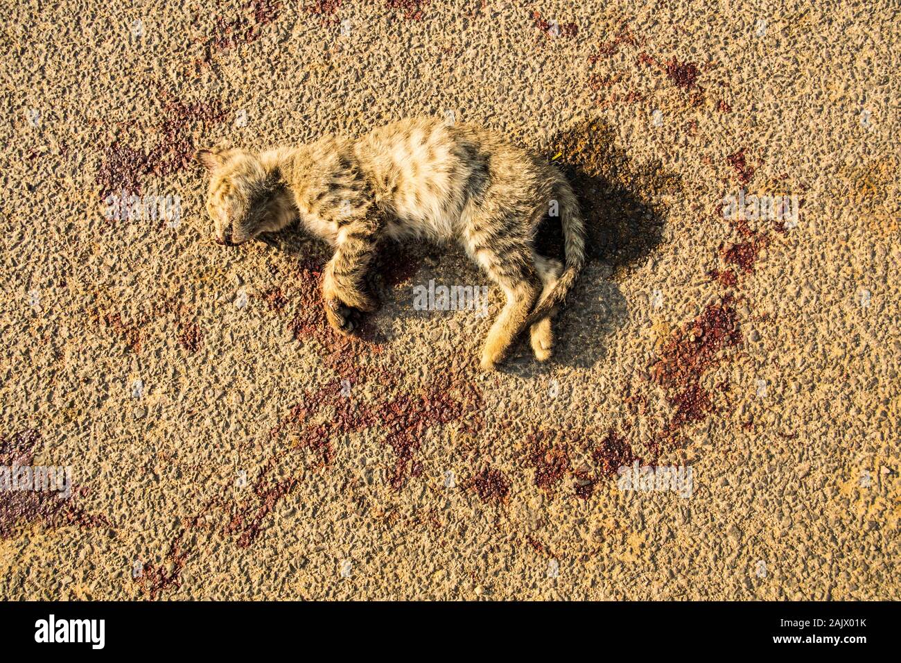 Roads cutting through wilderness kill millions of wild animals every year. Like this Jungle Cat, hit so hard it swung, somewhere in Rajasthan Stock Photo - Alamy Roads cutting through wilderness kill millions of wild animals every year. Like this Jungle Cat, hit so hard it swung, somewhere in Rajasthan Stock Photo - Alamy