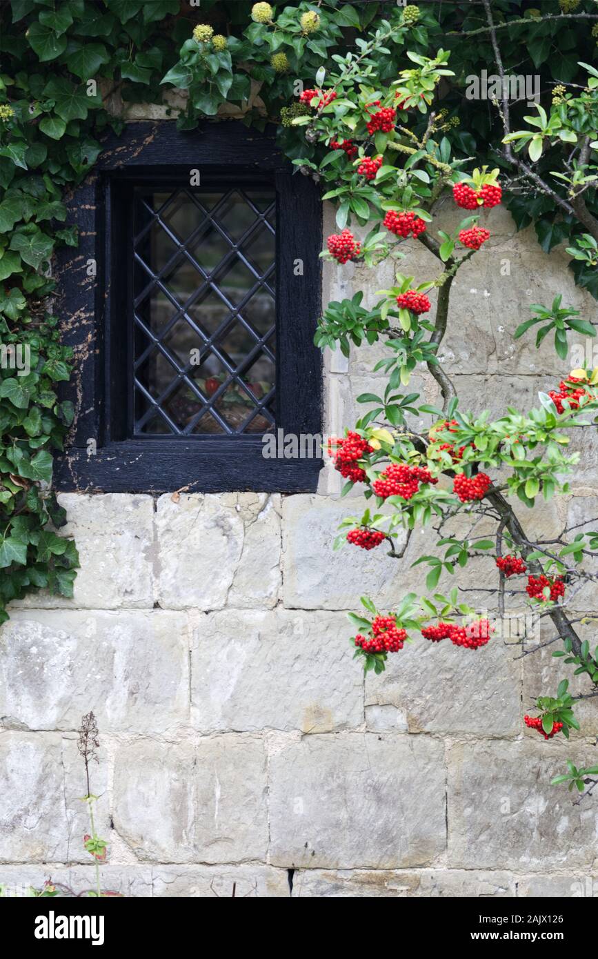 Red Berry Bush and window on a Cotswold stone Cottage Stock Photo Alamy