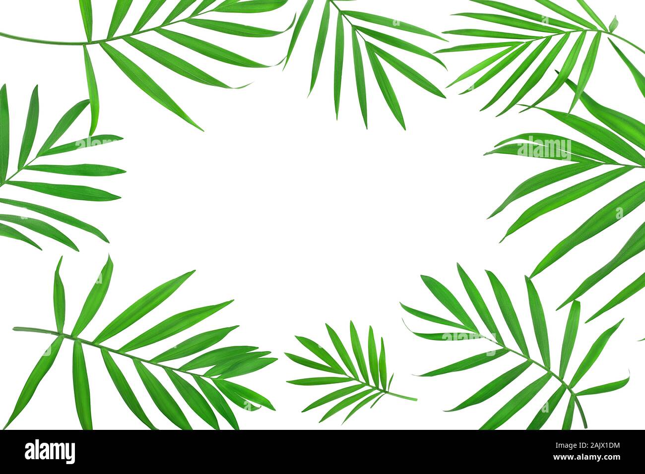 frame of green leaves of palm tree isolated on white background with ...