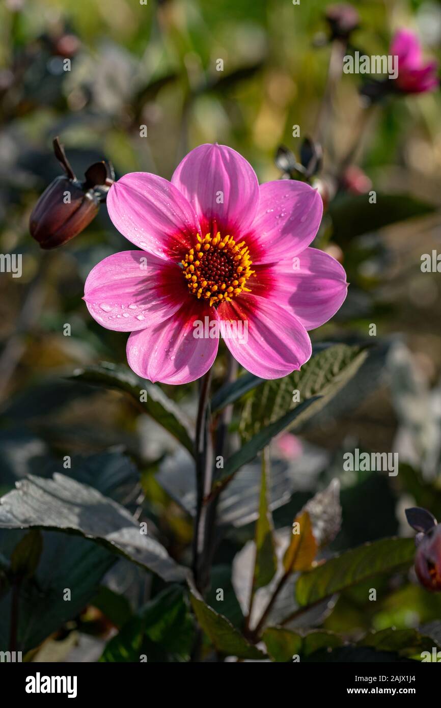 Dahlia Roxy Light with its dark foliage seen growing in a mixed flower border Stock Photo