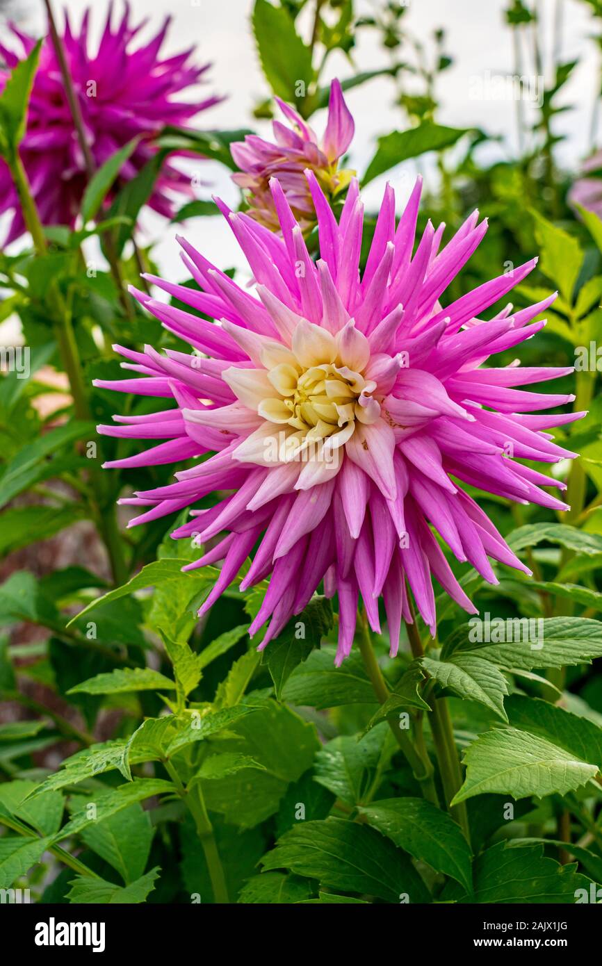 Hillcrest candy dahlia hires stock photography and images Alamy