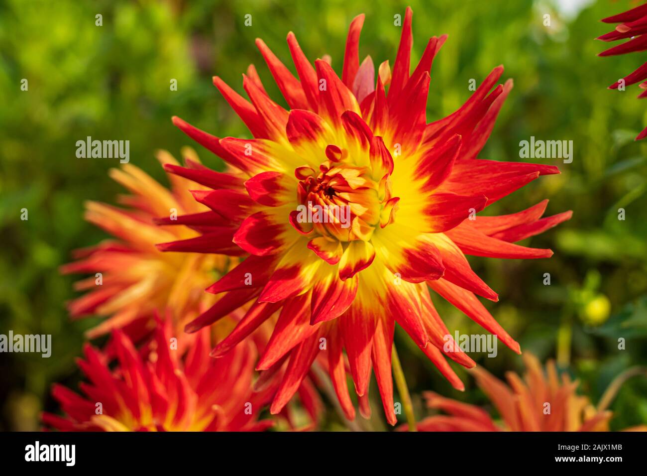 Dahlia Kenora Sunset showing her fiery colours in the autumn sunshine, this medium semi cactus with bicoloured flowers is a statement flower Stock Photo