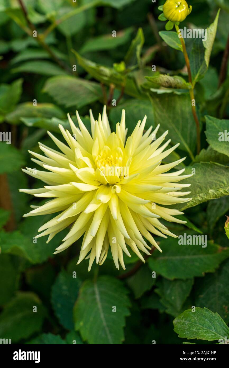 Close up of flower head of large cactus Dahlia Clearview Sundance against green foliage Stock Photo