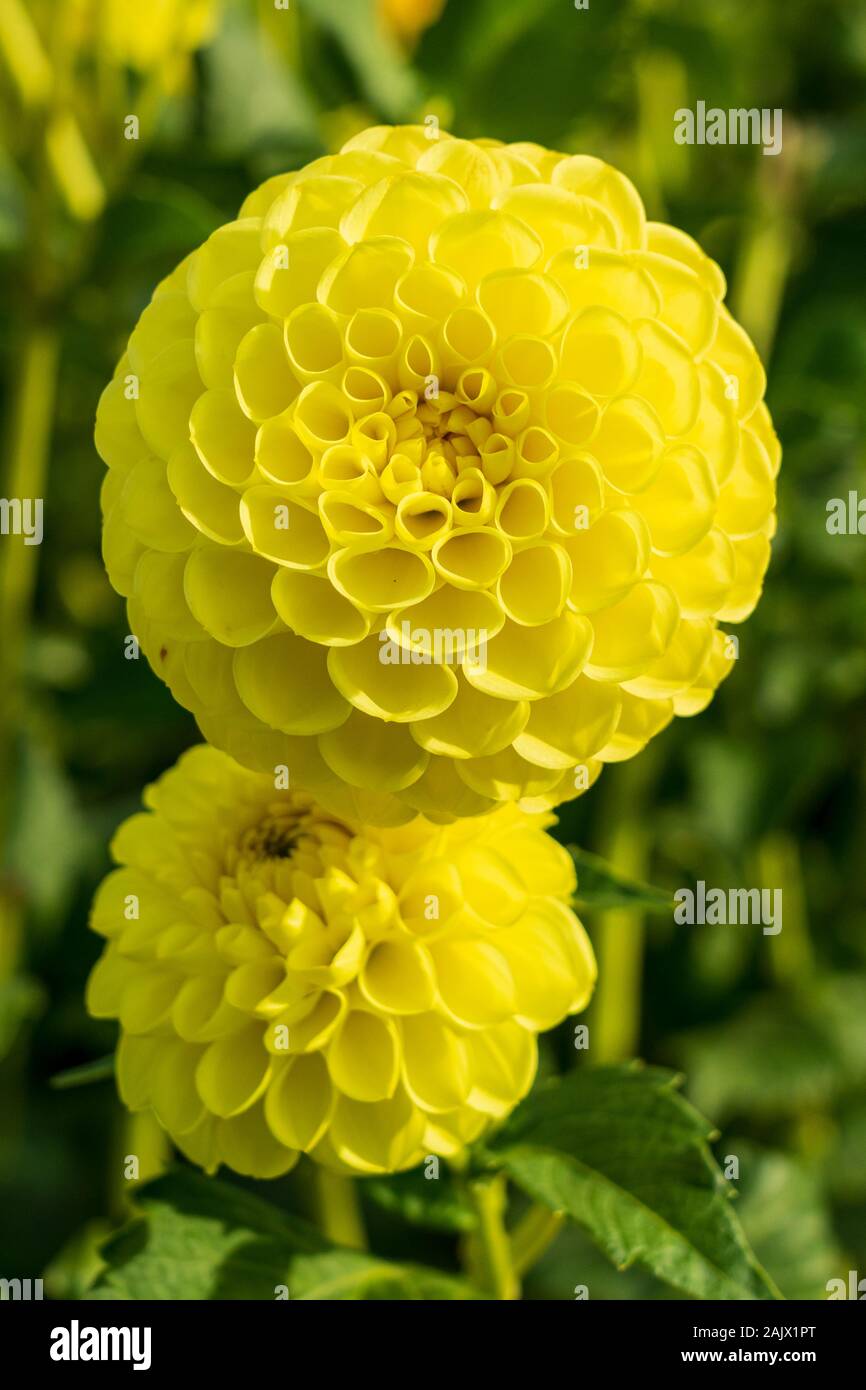 Yellow ball flowers hires stock photography and images Alamy
