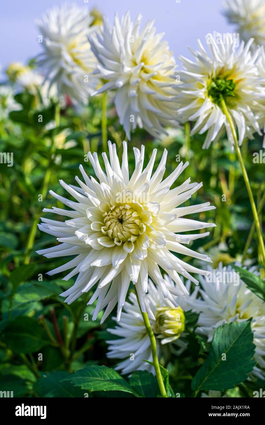 Spiky dahlia dahlias hi-res stock photography and images - Alamy
