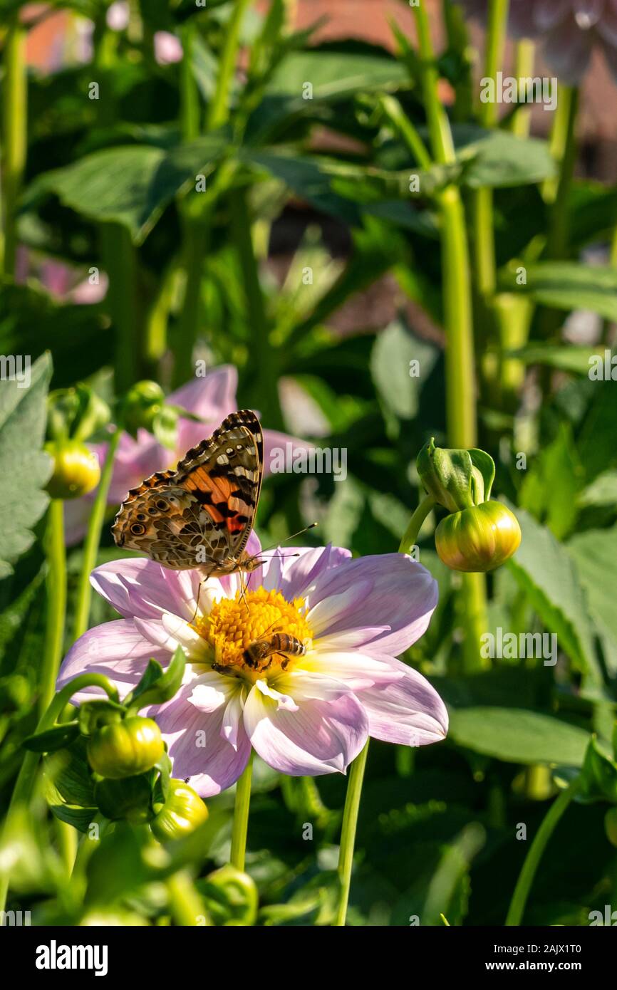 Pale pink dahlia hi-res stock photography and images - Alamy
