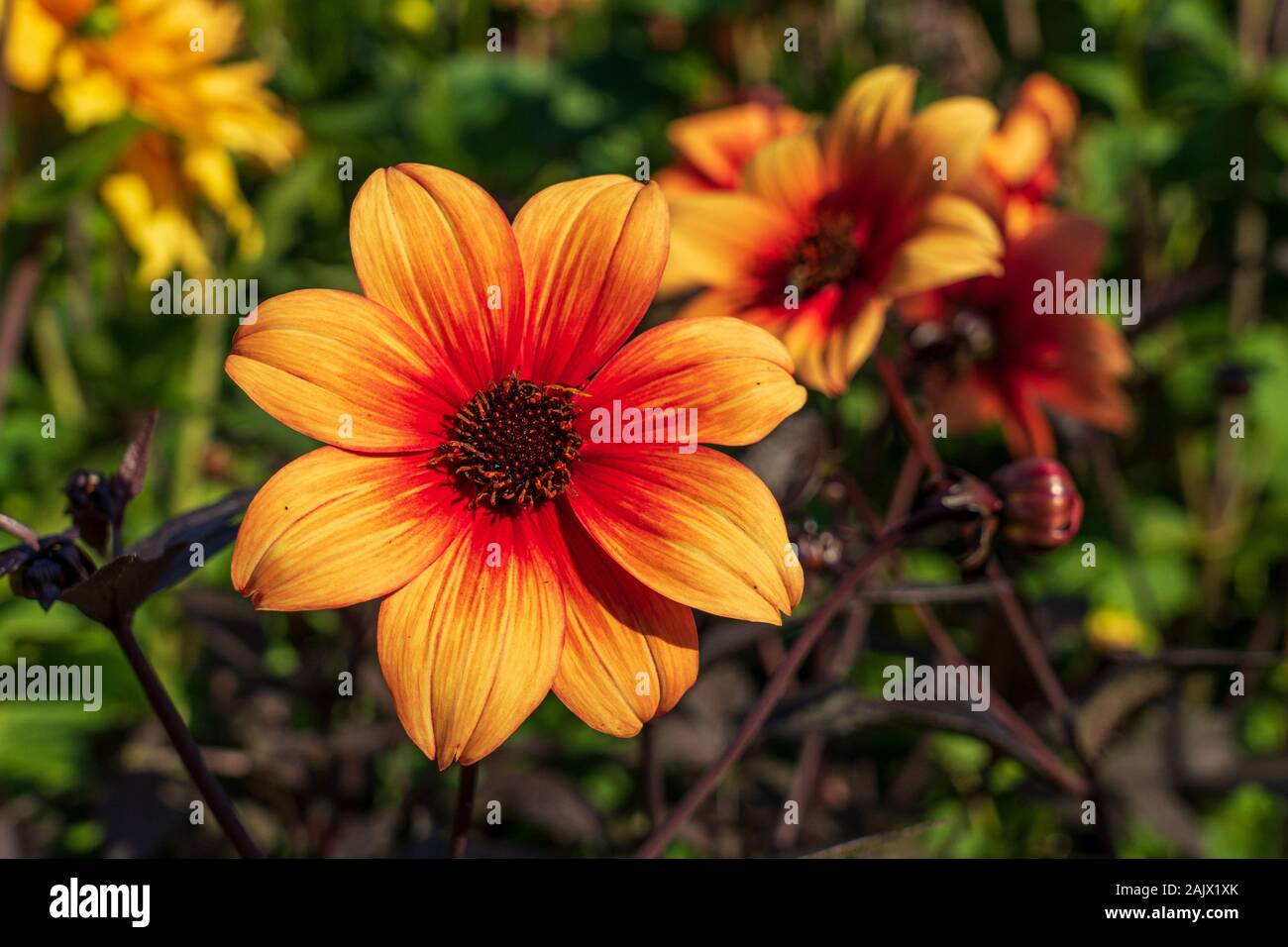 Close up of dahlia Hadrian's Sunset flower growing in a flower border with other dahlias in background Stock Photo