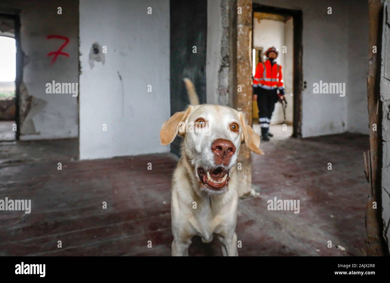 Herne, North Rhine-Westphalia, Germany - Rescue dog training, in empty houses the tracker dogs practice the search for injured, buried people e.g. aft Stock Photo