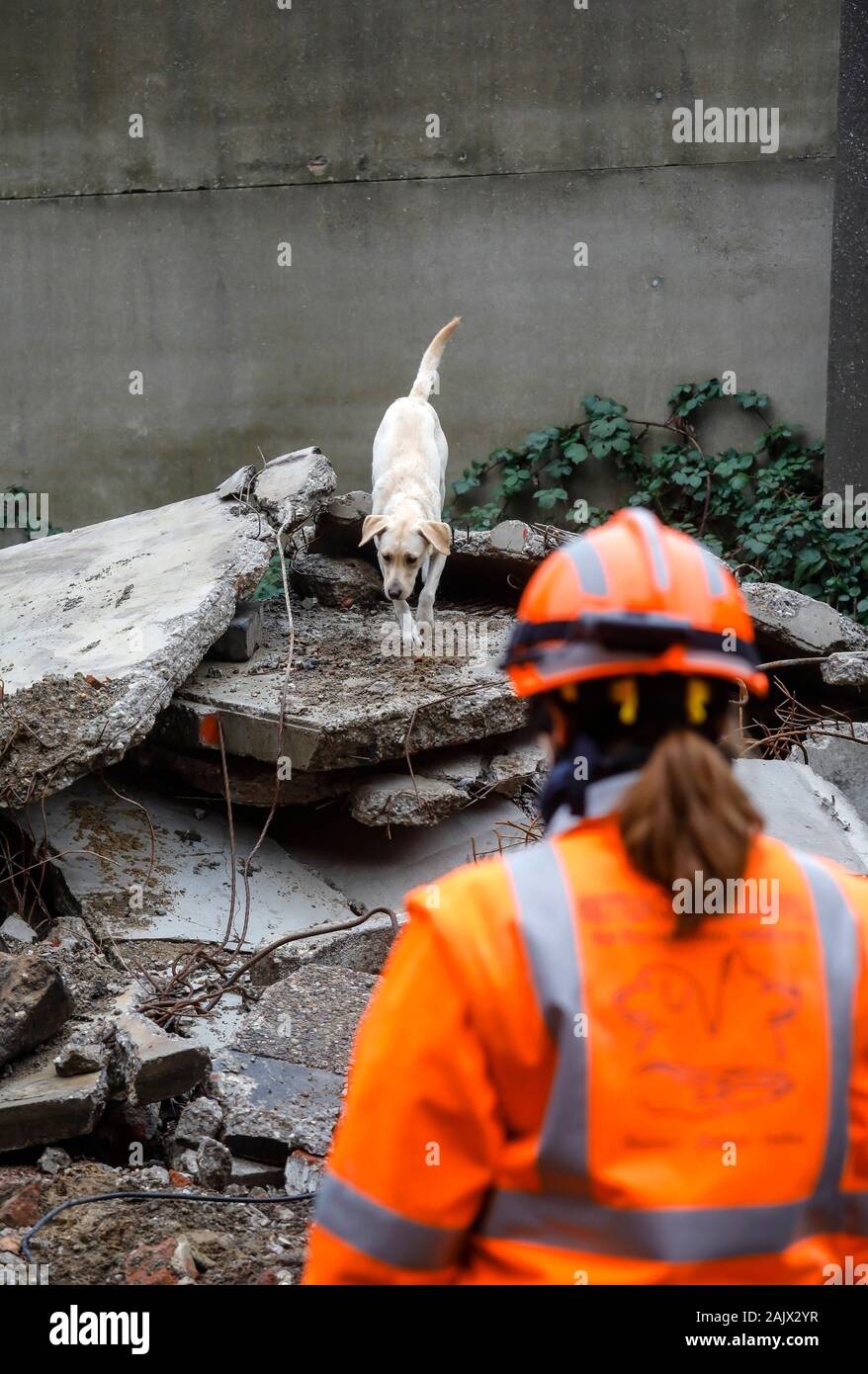 Herne, North Rhine-Westphalia, Germany - Rescue dog training, in ruins of collapsed buildings, the tracking dogs practice the search for injured, buri Stock Photo