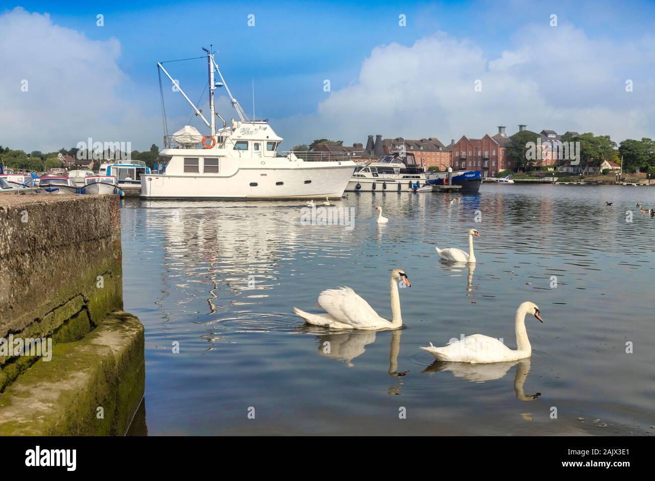 18 June 2019: Oulton Broad, Norfolk, UK - Swans and boats at the marina. Stock Photo