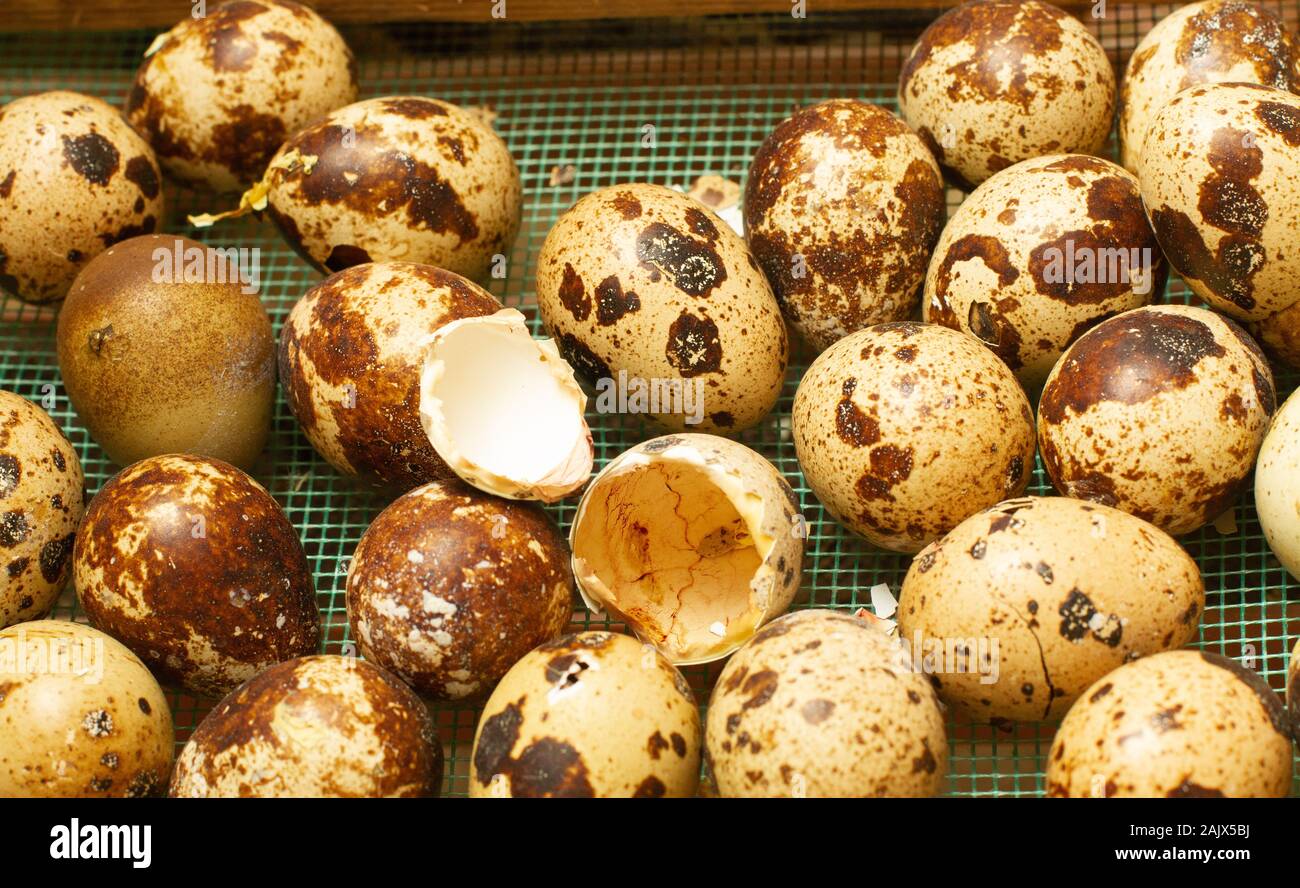 quail eggs in an incubator Stock Photo Alamy