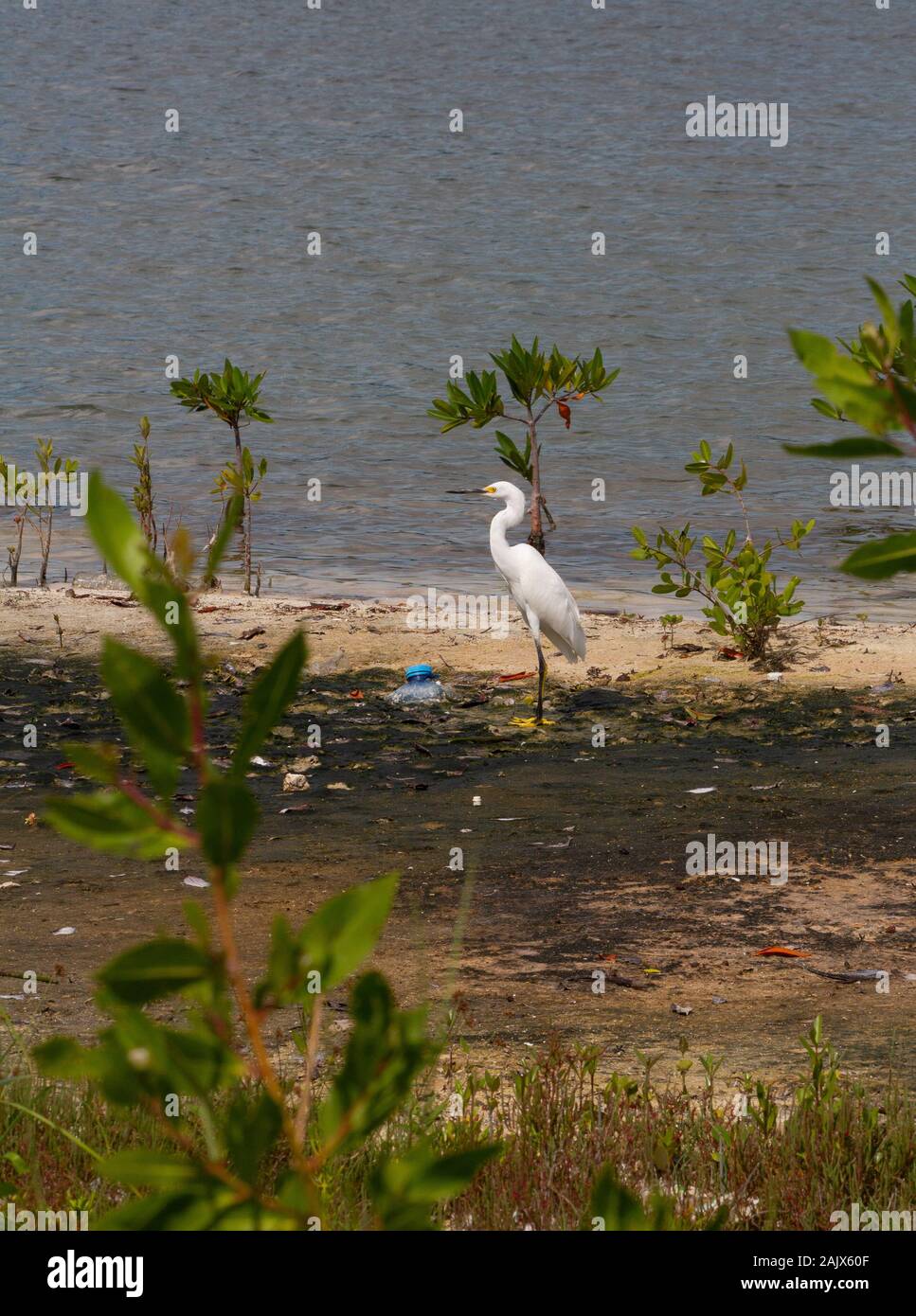 Snowy Egret on shore with Plastic Stock Photo