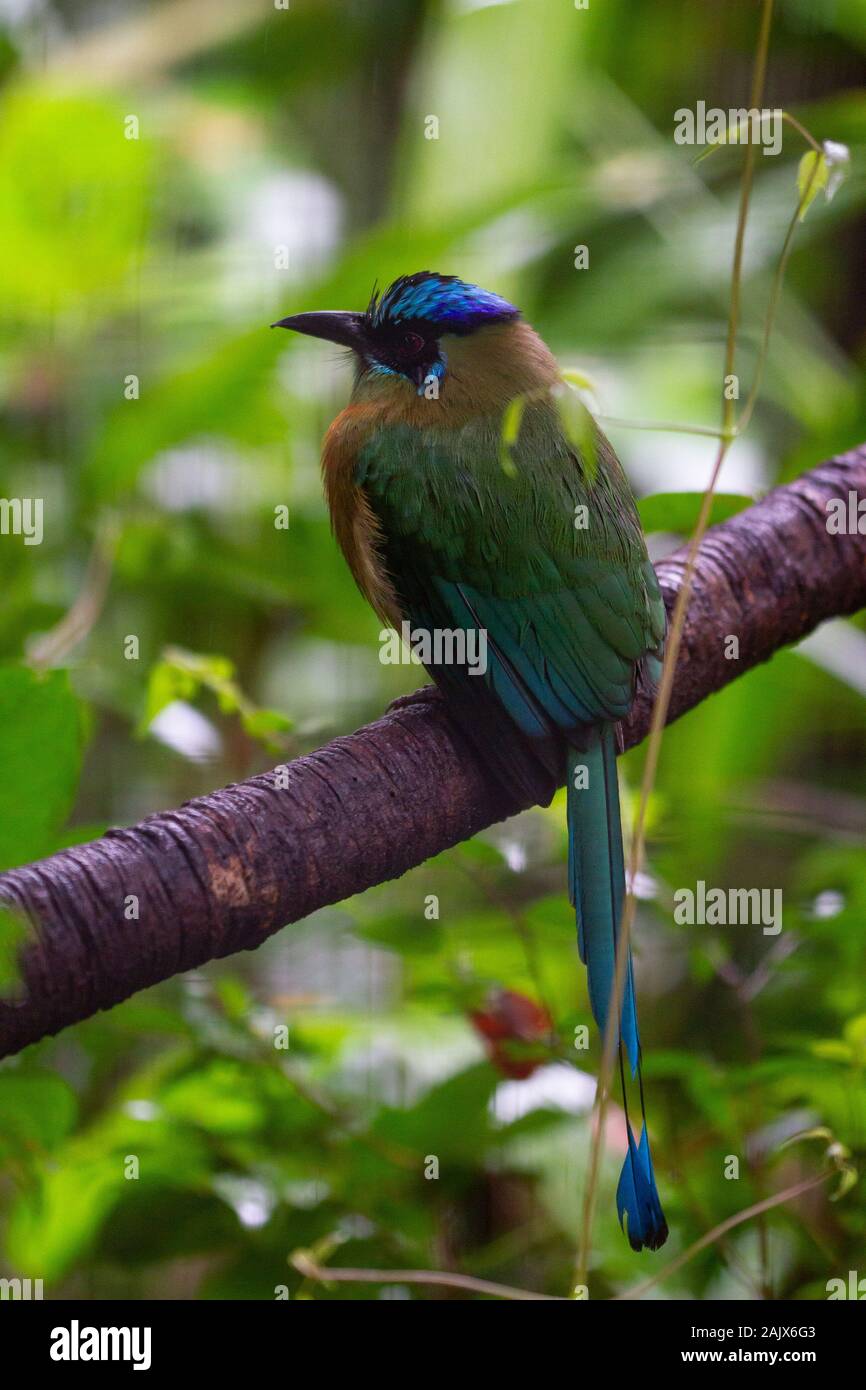 Mot Mot - The American bird of Paradise Stock Photo