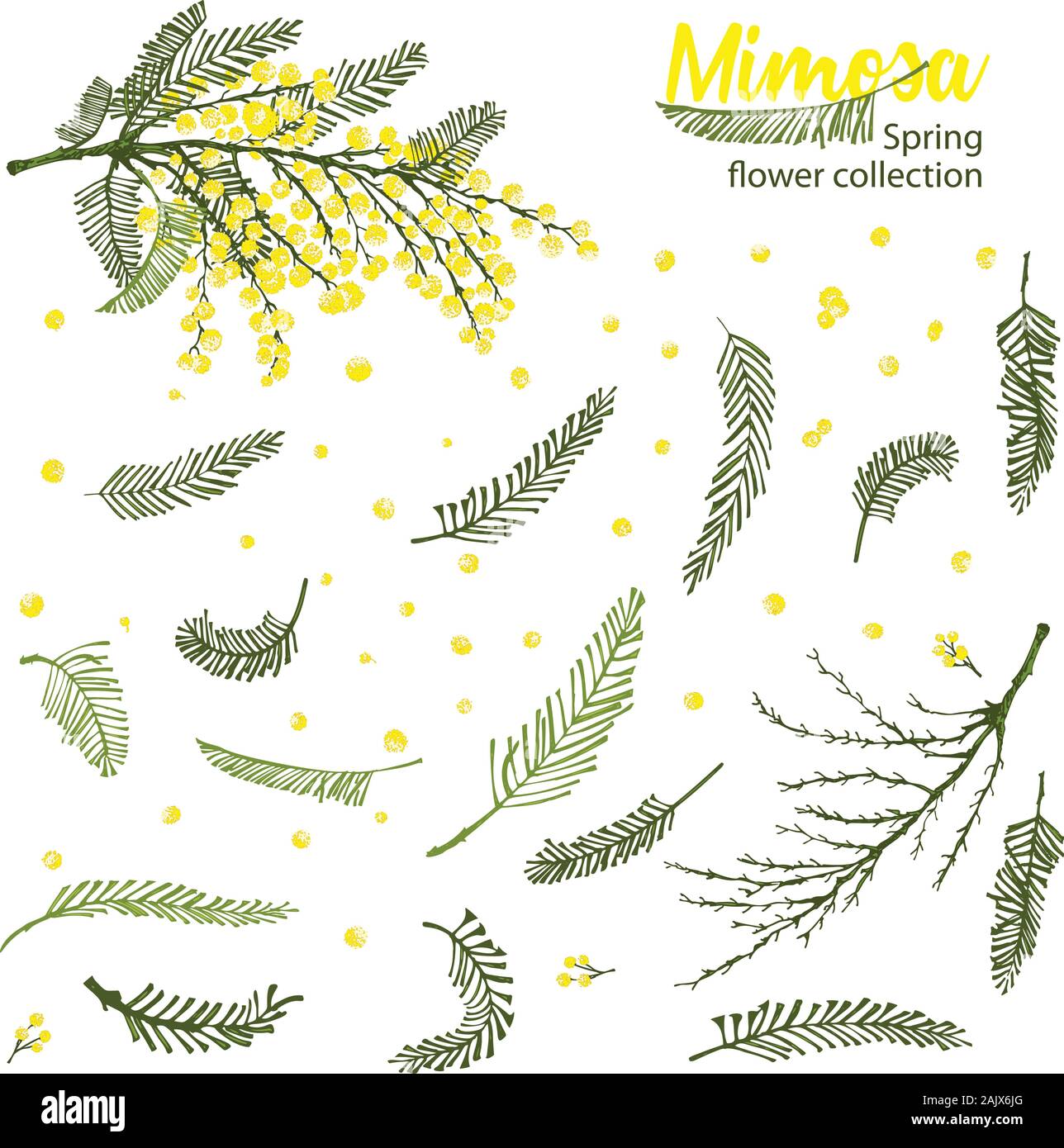 Set of hand-drawn sketch elements for branches of mimosa flower in yellow and green color. A good idea for your design poster, greeting card, web Stock Vector