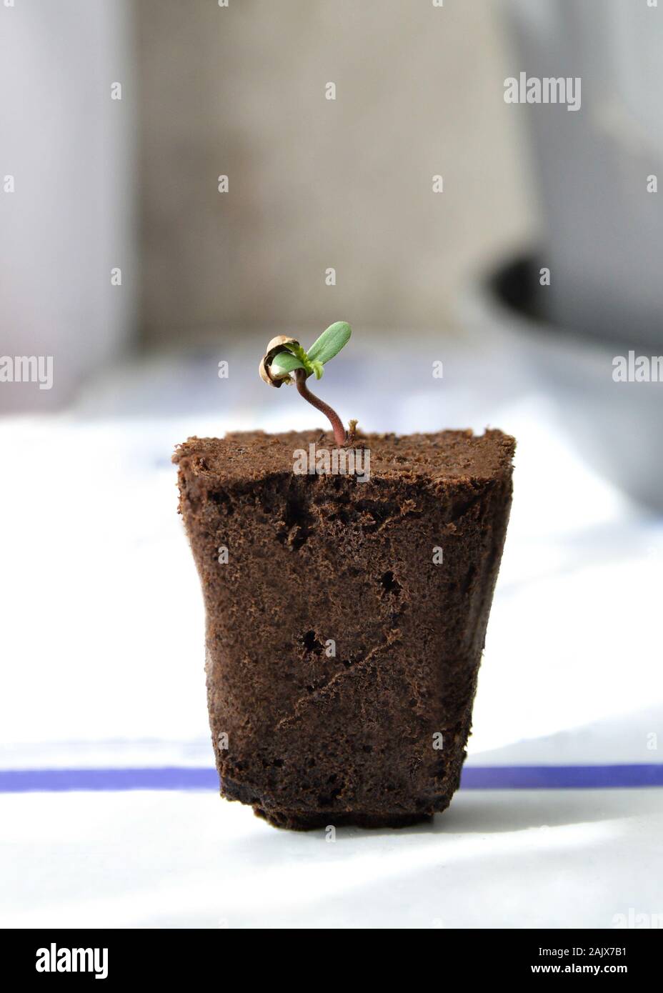 A sprounting young plant coming out of a seed in a block of peat Stock Photo
