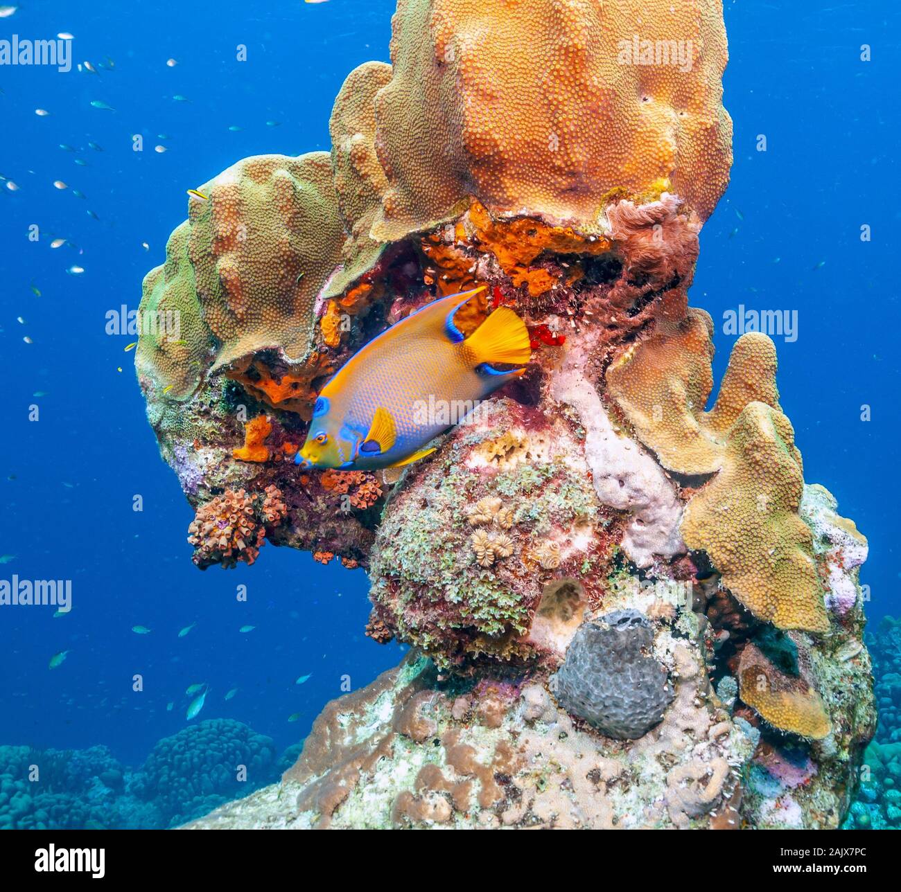 Marine anglefish hi-res stock photography and images - Alamy