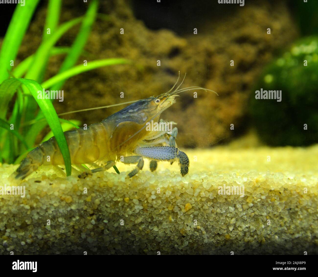 A vampire shrimp or Gabon shrimp in a freshwater aquarium Stock Photo
