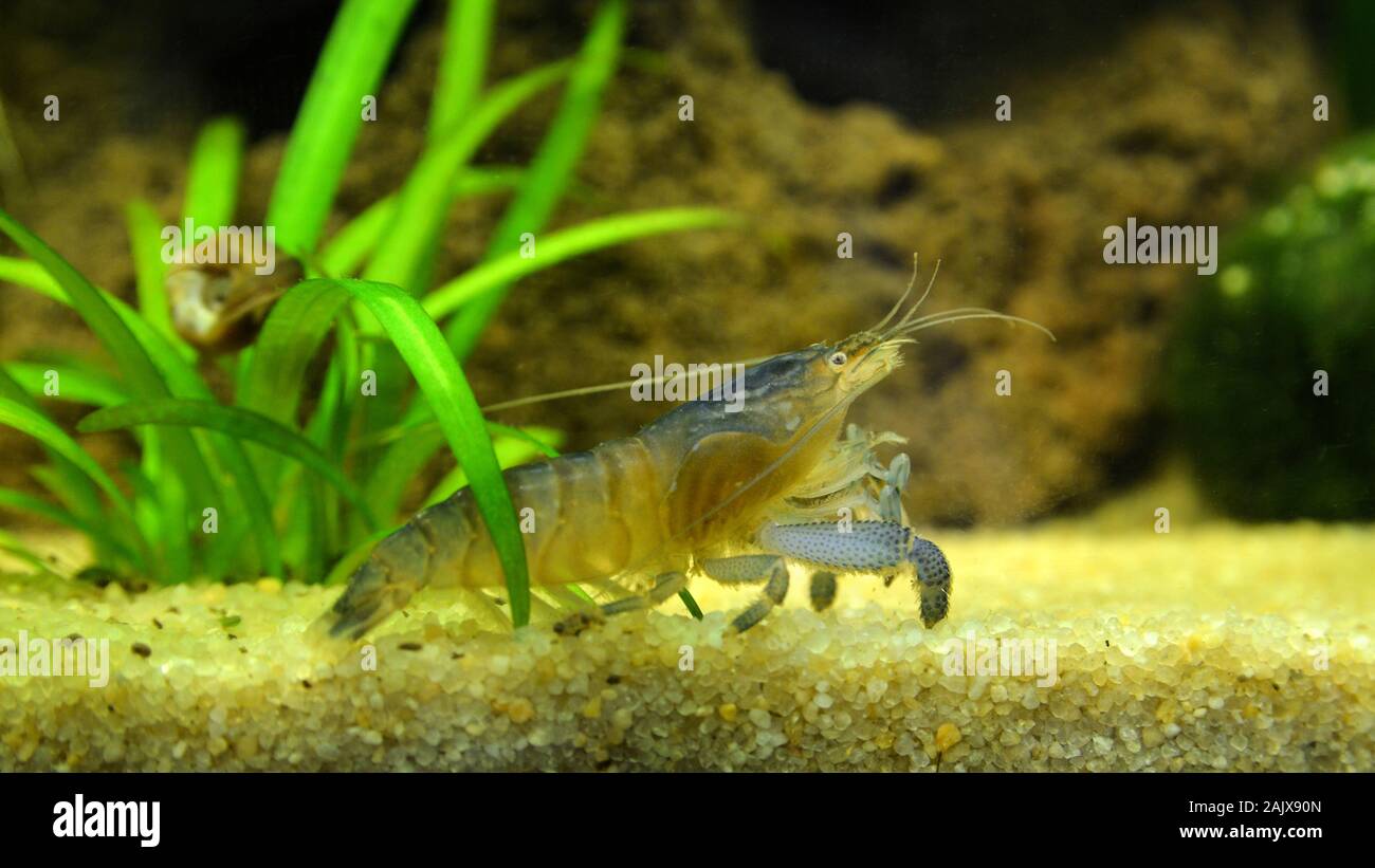 A vampire shrimp or Gabon shrimp in a freshwater aquarium Stock Photo