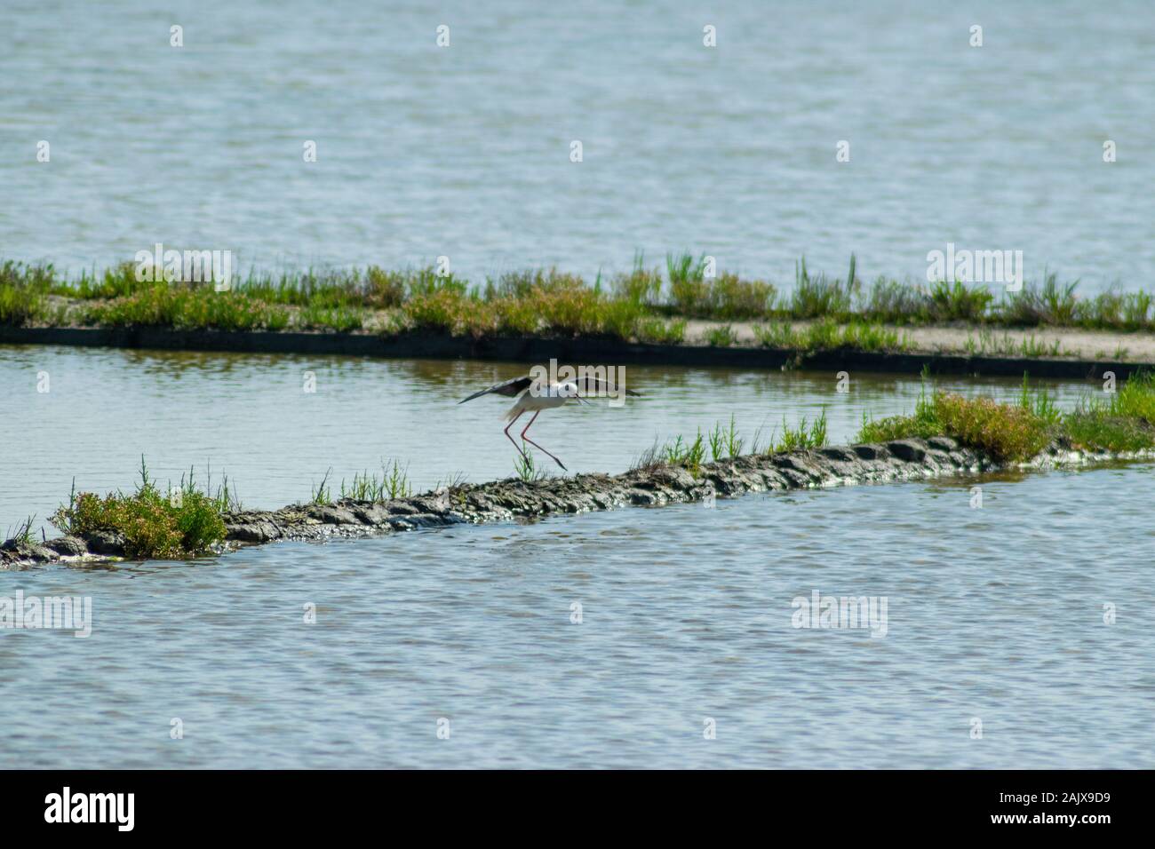 Black-winged Stilt ( Himantopus himantopus ) Aveiro District Portugal Stock Photo