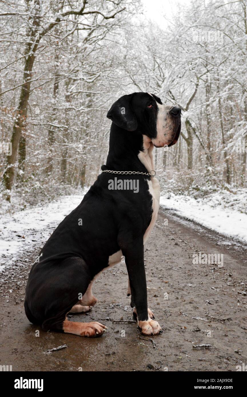 A Great Dane dog breed, sitting in a snowy forest. Stock Photo
