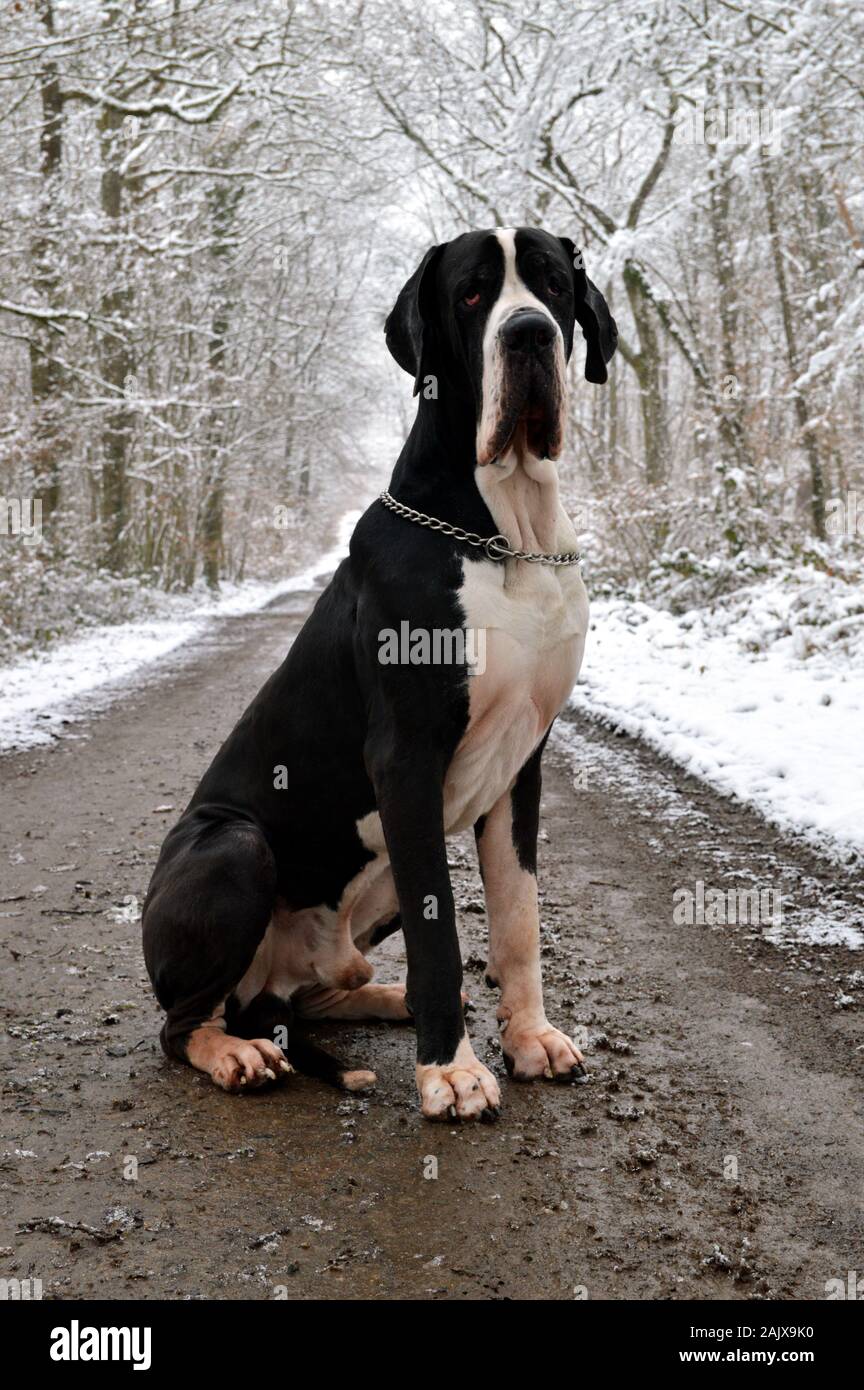 A Great Dane dog breed, sitting in a snowy forest. Stock Photo